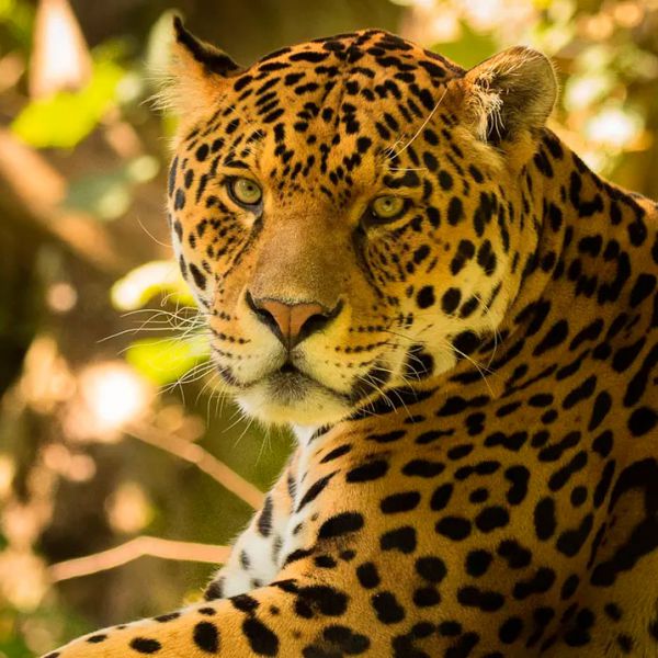 Tours en Manu  desde República Dominicana